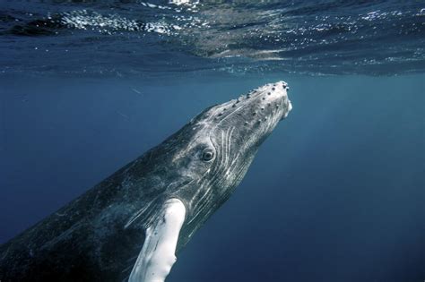 Les baleines à bosse apprennent des nouveaux chants lorsqu'elles ...