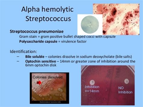 Bacteriology