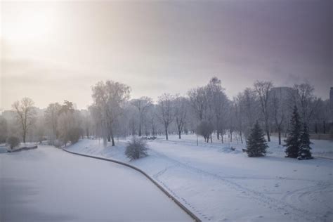 Premium Photo | Snowy winter forest