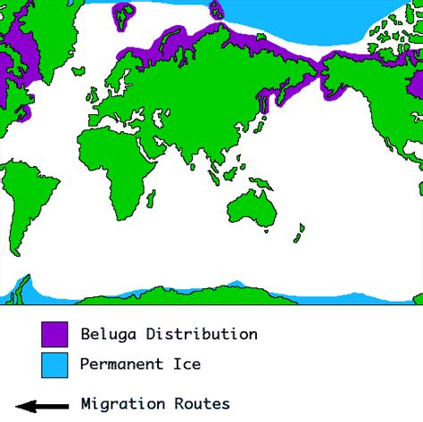 Whales on the Net - Beluga Whale Distribution