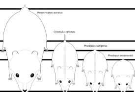 Hamster Breeds - WikiNormals - WikiVet English