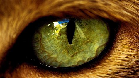 Lion Eyes Wallpapers - Top Free Lion Eyes Backgrounds - WallpaperAccess