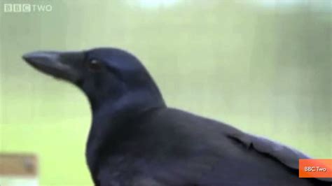 Genius Crow Solves Eight Complex Puzzles in Amazing Video - YouTube