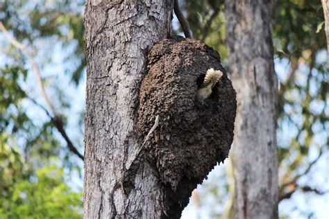 Kookaburra at home in termite nest – Bundaberg Now