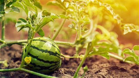 Watermelon Plant Spacing: How Far Apart Should They Plant