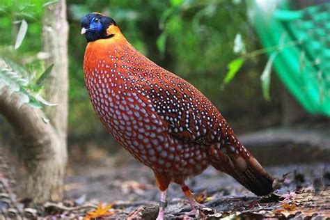 Western Tragopan (Tragopan melanocephalus) The species is highly ...