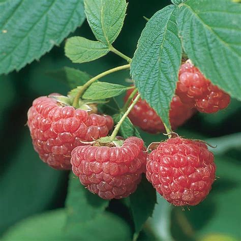 Vigoro 2.5 Qt. Fruit Bearing Raspberry Plant 1000041660 - The Home Depot