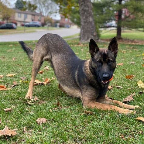 Belgian Malinois Mix - German Shepherd And Belgian Malinois Mix 8 ...