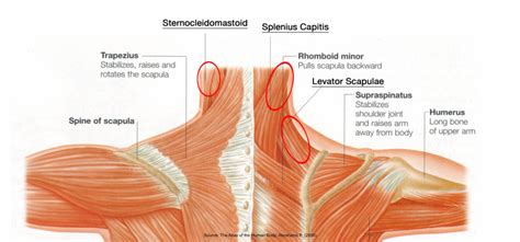 neck area - The Pilates Works