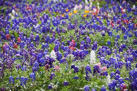 Austin.com texas wildflowers