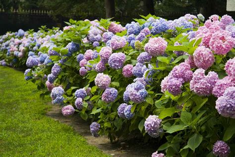 8 Types Of Hydrangeas And How to Grow Them In The South