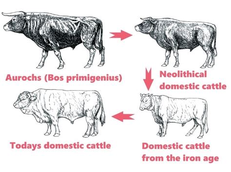 The Domestication of Species and the Effect on Human Life | Real Archaeology