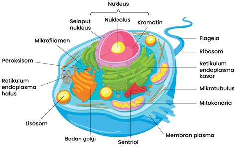 60 Gambar Sel Hewan Dan Sel Tumbuhan Lengkap Dengan Bagian Bagiannya ...