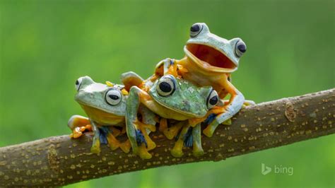 Tres ranas arbóreas en el árbol rama-2015 Bing tema fondo de pantalla Avance | 10wallpaper.com