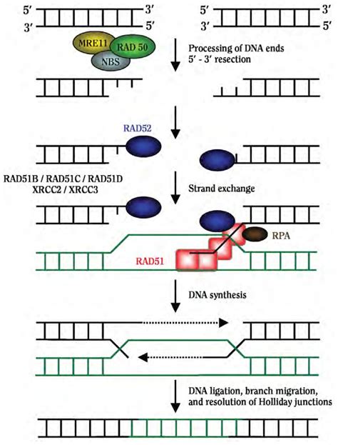 Figure 5.7, Proposed mechanism of homologous recombination - How ...