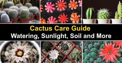 Cactus Care Guide: Watering, Sunlight, Soil and More
