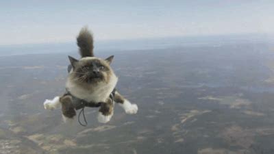 lol.cat animal flying cat gif | WiffleGif