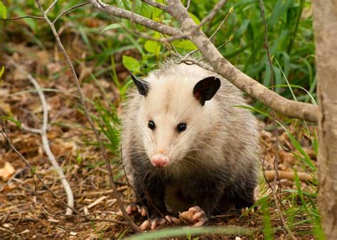 19 Animals that Eat Ticks: Natural Tick Predators » The Buginator