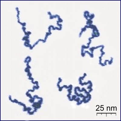 File:Single Polymer Chains AFM.jpg - Wikimedia Commons