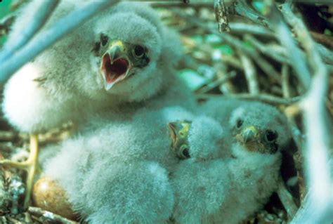 Free picture: merlin, falco, bird, chicks, nest, falco columbarius