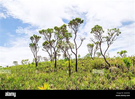 Green vegetation of the Brazilian Cerrado, trees and plants on a hill of Capitólio MG, brazil ...