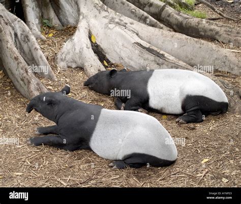 Zoo captive land malaysian hi-res stock photography and images - Alamy