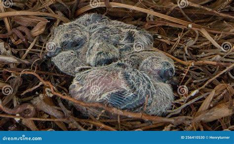 Baby Pigeon Nest In Load Panel Box Royalty-Free Stock Image | CartoonDealer.com #93035848