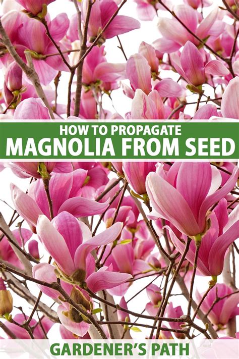 How to Propagate Magnolia Trees from Seed | Gardener’s Path