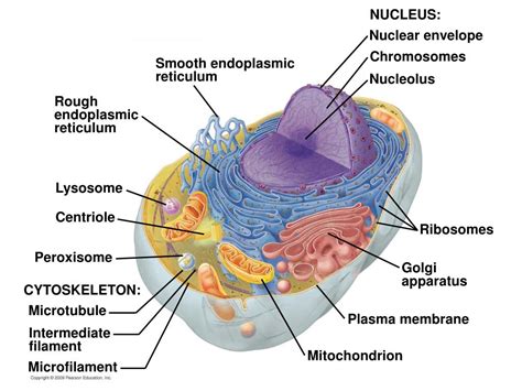 PPT - Smooth endoplasmic reticulum PowerPoint Presentation, free download - ID:6856228