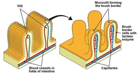 Microvilli - Definition, Diagram (Vs Villi and Cilia) and Function - Laboratoryinfo.com