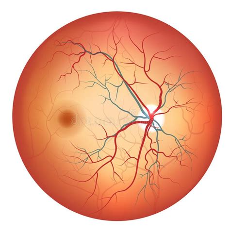 Human eye anatomy, retina detailed illustration. Human eye anatomy, retina, opti , #Sponsored, # ...