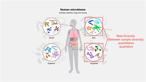 Beta Diversity - Microbiome Analysis with QIIME2