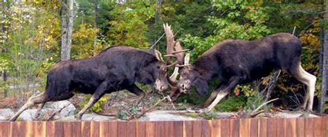 Forever Locked Moose Display - New Hampshire | Hunting girls, Coos ...