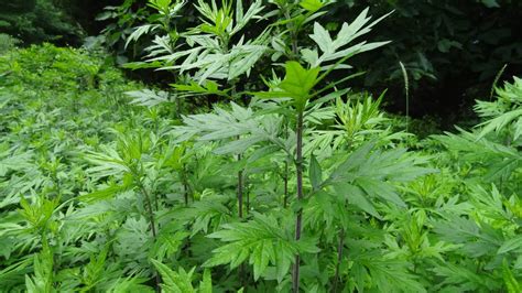 Mugwort Seeds | Medicinal Herb Garden Seeds - Honest Seed Co.