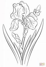 Iris Coloring Pages Flower Color Print Printable Getcolorings Sketch  sketch template