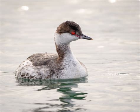 Horned Grebe | Audubon Field Guide