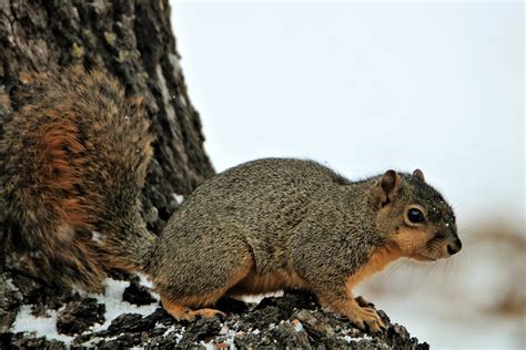 Fox Squirrel On Snowy Tree Free Stock Photo - Public Domain Pictures