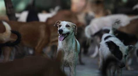 When anti-cruelty laws don’t protect animals and only harm humans | The Indian Express