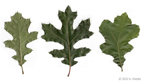 Quercus velutina (Black Oak): Minnesota Wildflowers