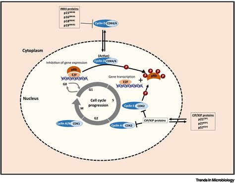 Cyclin-dependent Kinases as Emerging Targets for Developing Novel ...