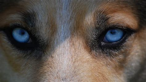 Dog Breeds With Blue Eyes