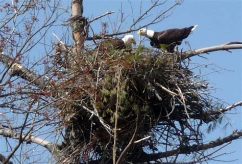 New Eagle Nesting Spots in Northeast Tennessee - Tennessee Home and Farm