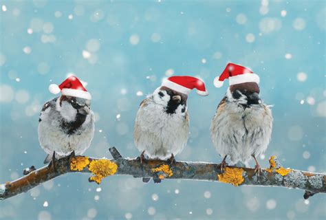 Christmas birds / Winter holidays / Postcards / Postallove - postcards ...