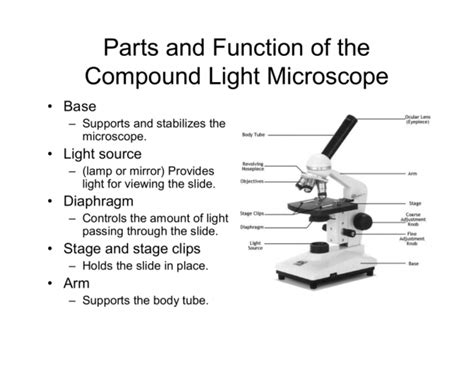 Compound Light Microscope Diagram