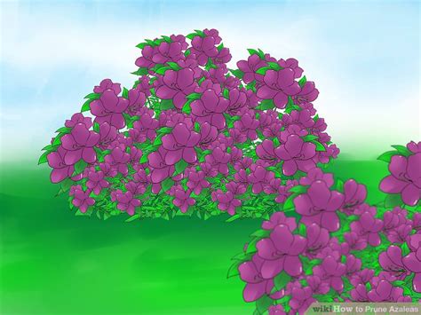 How to Prune Azaleas: 8 Steps (with Pictures) - wikiHow