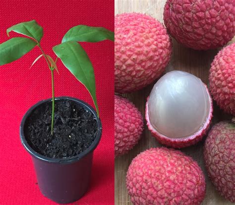 Potted Starter PLANT Lychee Tropical Fruit Tree Litchi Brewster Seedling Bonsai - Etsy | Starter ...