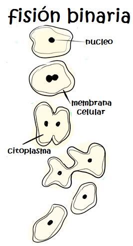 fisión binaria - PreparaNiños.com