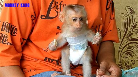 Baby Monkey Wearing A Diaper