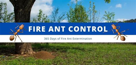 Fire Ant Control | FullScope Pest Control