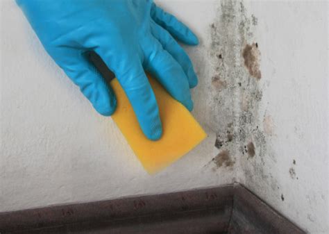 How to Clean (and Kill!) Black Mold • Organization Junkie